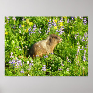 Poster Marmotte dans les fleurs sauvages du mont Rainier