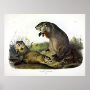 Poster Marmotte du Maryland, Woodchuck, Marmotte de fond 