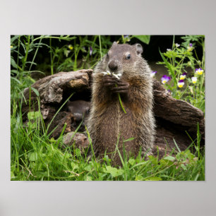 Poster Marmotte mâchonnant une fleur