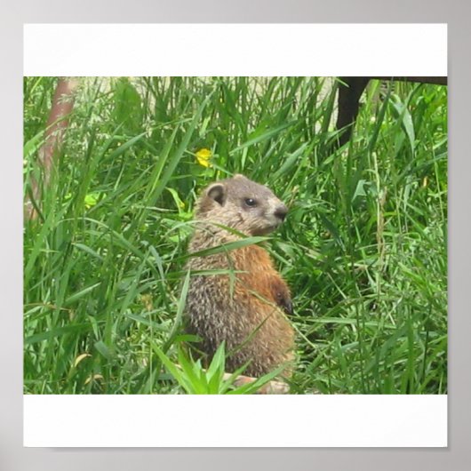 Poster Marmotte signalée (Devant)