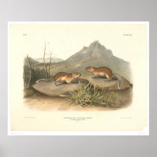 Poster Marmottes de Californie par Audubon (0184A)