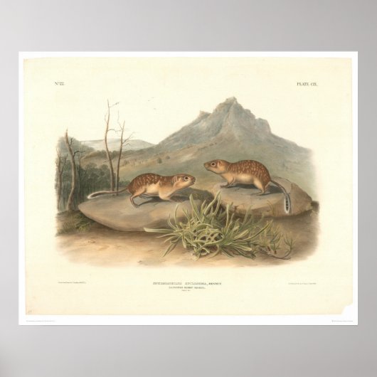 Poster Marmottes de Californie par Audubon (0184A) (Devant)