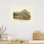 Poster Marmottes de Californie par Audubon (0184A) (Cuisine)