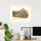 Poster Marmottes de Californie par Audubon (0184A) (Bureau à domicile)