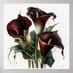 Poster Maroon Calla Lilies Lily Flower Art Imprimer Poste