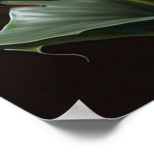 Poster Maroon Calla Lilies Lily Flower Art Imprimer Poste (Coin)