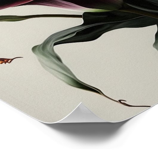 Poster Maroon Calla Lilies Lily Flower Art Imprimer Poste (Coin)