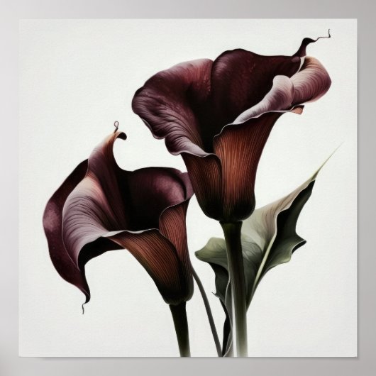 Poster Maroon Calla Lilies Lily Flower Art Imprimer Poste (Devant)