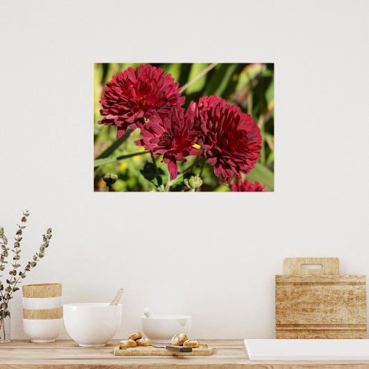 Poster Maroon Chrysanthemums (Cuisine)