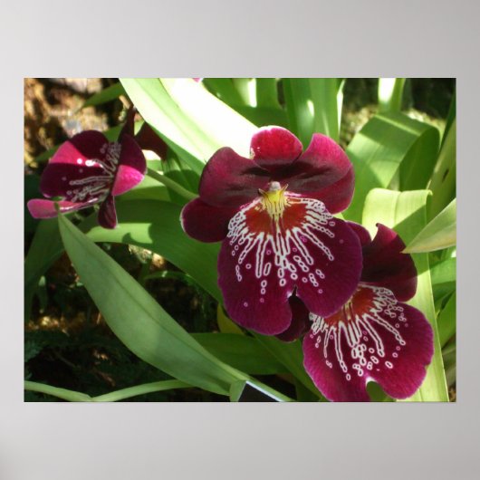 Poster Maroon Orchids II (Devant)