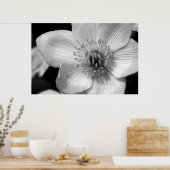 Poster Marsh Marigold (Cuisine)