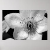 Poster Marsh Marigold (Devant)