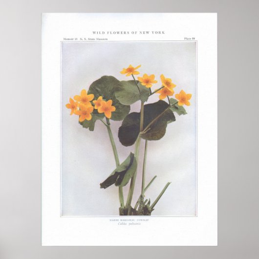 Poster Marsh Marigold; Cowslip - Caltha palustris (Devant)