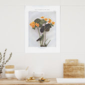 Poster Marsh Marigold; Cowslip - Caltha palustris (Cuisine)