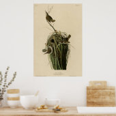 Poster Marsh Wren (Cuisine)