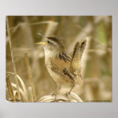 Poster Marsh Wren (Devant)