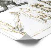 Poster Marsupialia, Monetremata, Edentata (Coin)