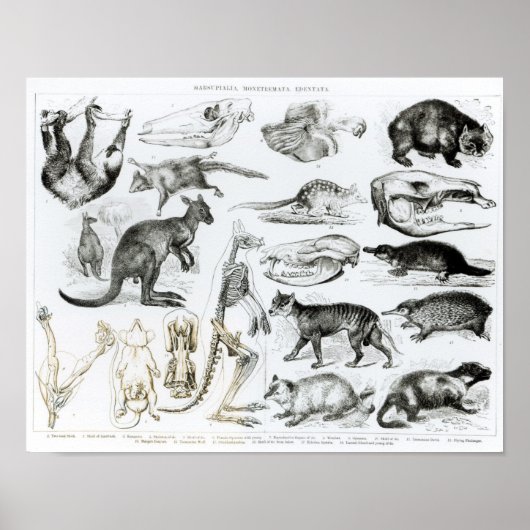 Poster Marsupialia, Monetremata, Edentata (Devant)