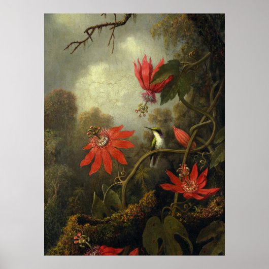 Poster Martin Johnson Heade - Colibri (Devant)