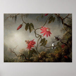 Poster Martin Johnson Heade - Fleurs de passion et Hummin
