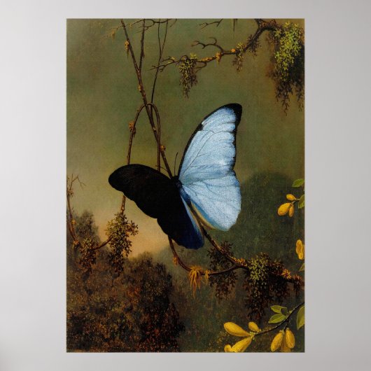 Poster Martin Johnson Heade - Papillon Morpho Bleu (Devant)