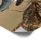 Poster Martin-pêcheur (Coin)