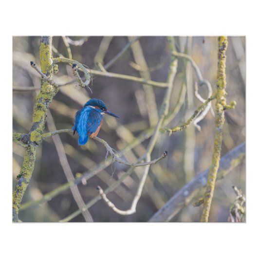 Poster Martin-pêcheur (Devant)