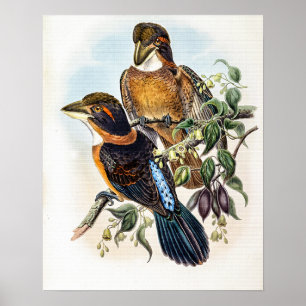 Poster Martin-pêcheur à bec en forme de cuillère par John