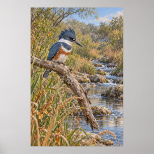 Poster Martin-pêcheur à ceinture au bord du ruisseau