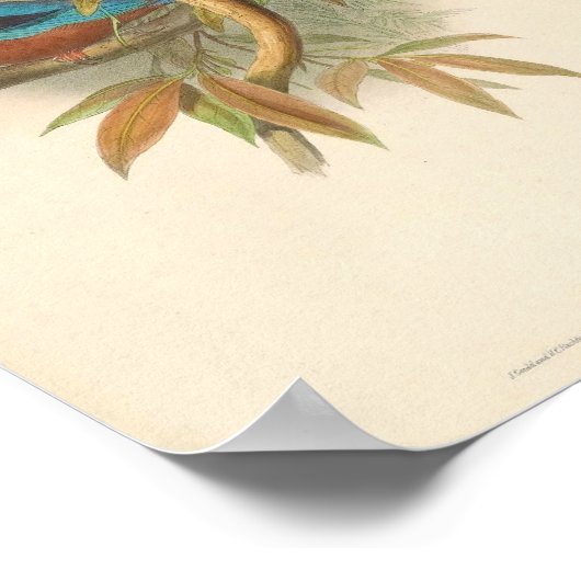 Poster Martin-pêcheur à gorge blanche Halcyon Fusca (Coin)