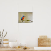 Poster Martin-pêcheur commun sur une branche (Cuisine)