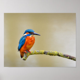Poster Martin-pêcheur commun sur une branche