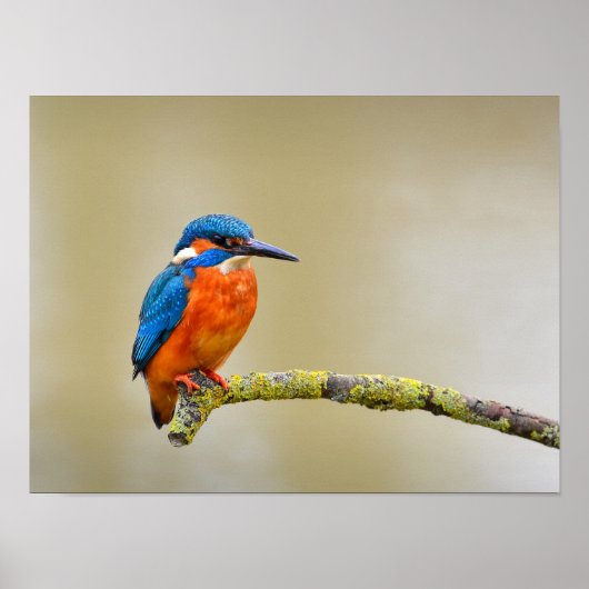 Poster Martin-pêcheur commun sur une branche (Devant)