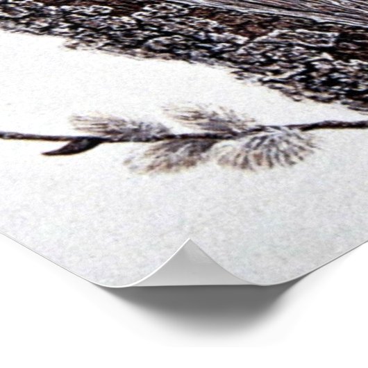 Poster martin pêcheur (femelle) (Coin)