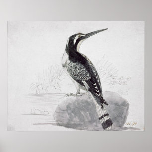 Poster Martin-pêcheur noir et blanc