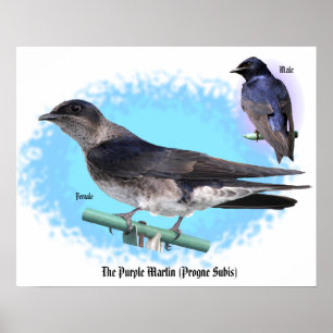Poster Martin pourpre