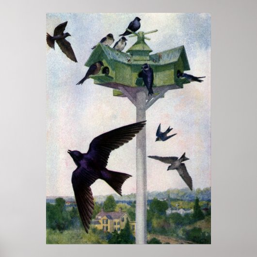 Poster Martins pourpres et leur maison d'oiseaux (Devant)