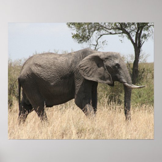 Poster masaï des éléphants (Devant)