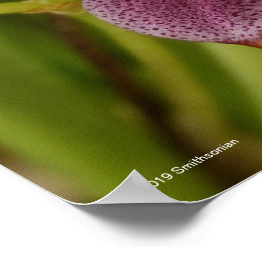 Poster Masdevallia (Coin)