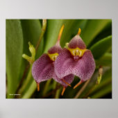 Poster Masdevallia (Devant)