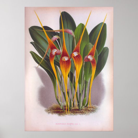 Poster Masdevallia Macura Orange Orchidées Vintages (Devant)