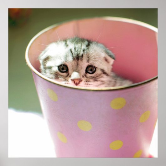 Poster Masque de chaton (Devant)