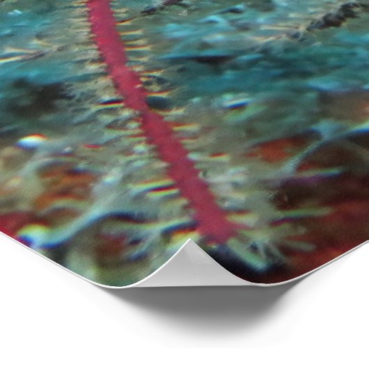 Poster Masquer le Trumpetfish (Coin)