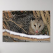 Poster Masquer Opossum (Devant)