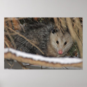 Poster Masquer Opossum