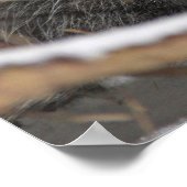 Poster Masquer Opossum (Coin)