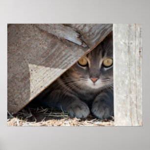 Poster Masquer un Kitty