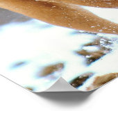 Poster Mastiff (Coin)