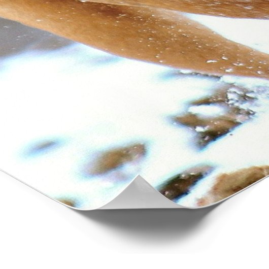 Poster Mastiff (Coin)