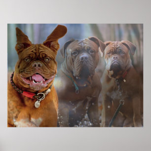 Poster Mastiff